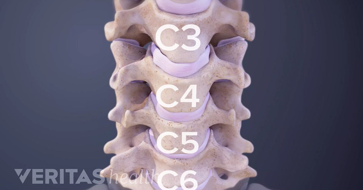 spine vertebrae spine vertebrae