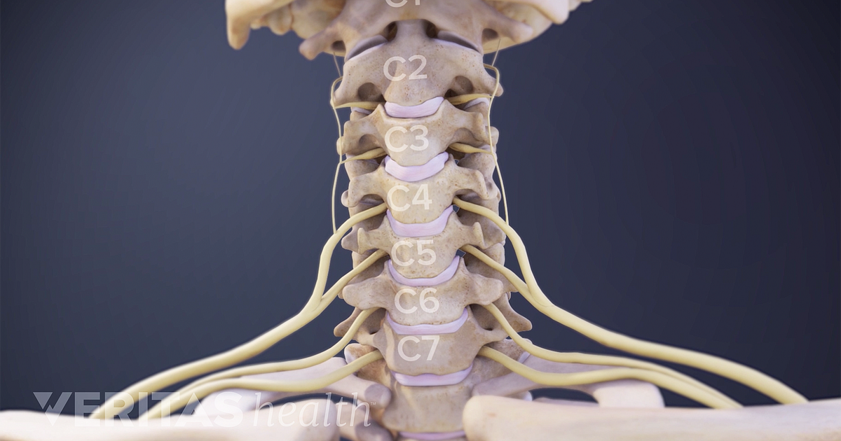 Cervical Nerve Anatomy Animation Nerve Anatomy Spinal - vrogue.co