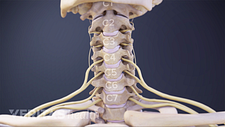 Anterior view of the cervical spine labeling cervical discs C1-C7.