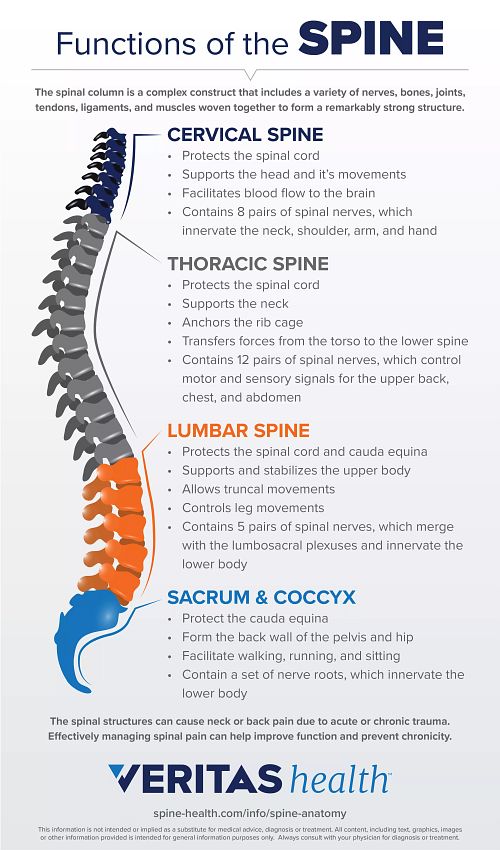 Functions of the Spine