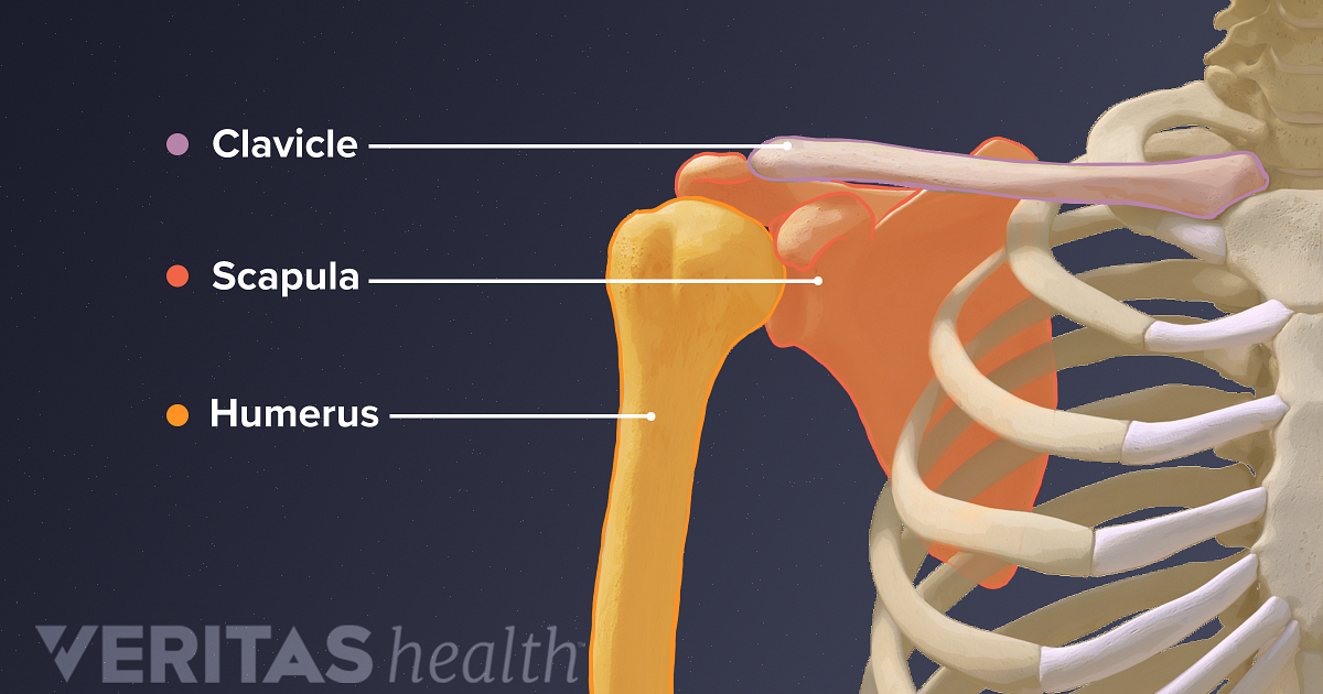 Anatomy Of Shoulder Blade