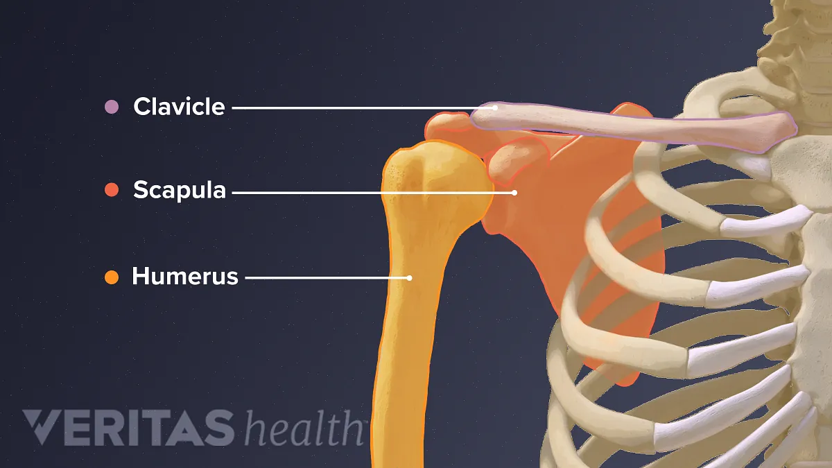 Humerus bone Diagram