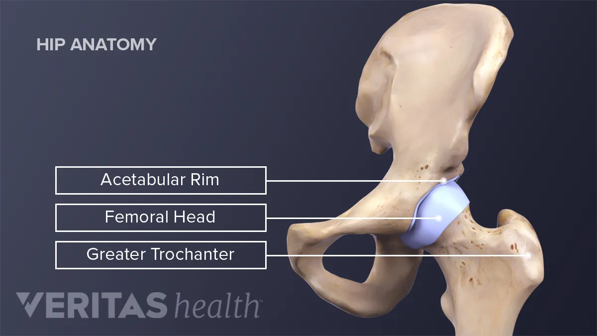 Hip Bone (Left)  Complete Anatomy