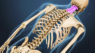 Vertebrae in the Vertebral Column