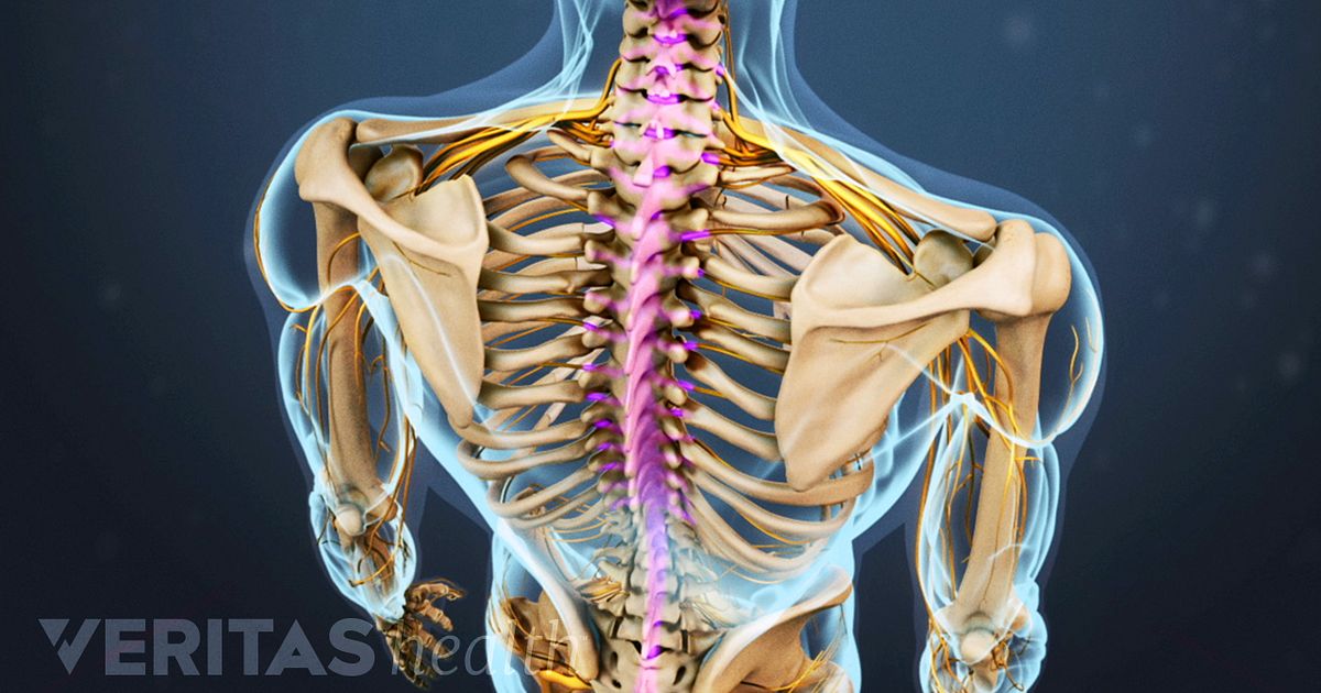 backbone meaning backbone meaning