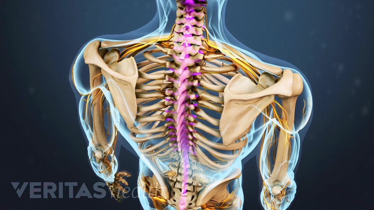 Thoracic Lumbar Back Support, Sitting Posture