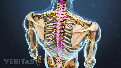 Diagram Of Backbone / Spinal Anatomy Center Cervical Thoracic And Lumbar Spine Info / How to read the diagram: