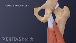 Anterior view of the leg with hamstring muscles