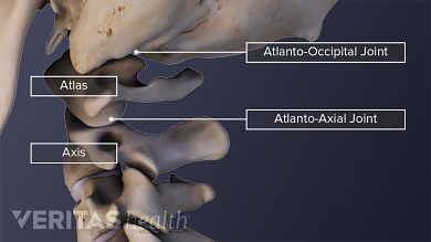Regiunea cervicala - vertebrele cervicale ce alcatuiesc coloana cervicala
