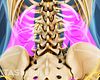 Lumbar Spine Anatomy Video