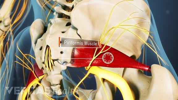 Anatomie du muscle piriforme et du nerf sciatique