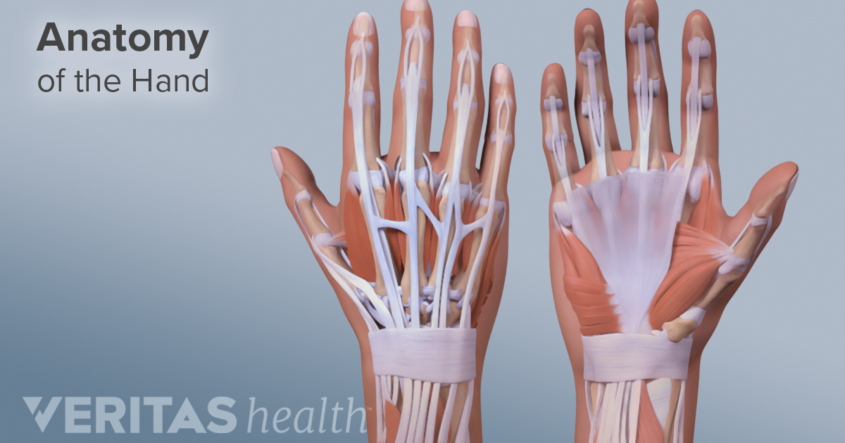 soft-tissue-hand-anatomy-diagram