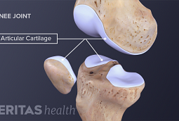 Ankle Joint Anatomy and Osteoarthritis | Arthritis-Health