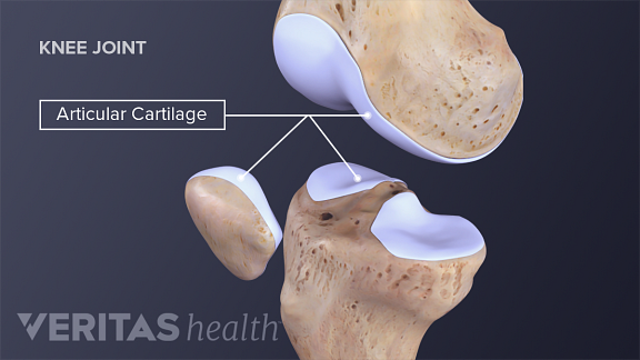 Normal Knee Cartilage