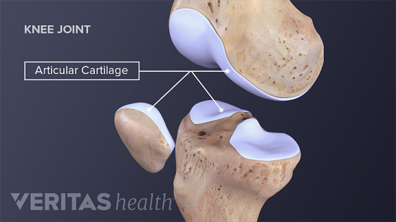 Articular cartilage in the knee
