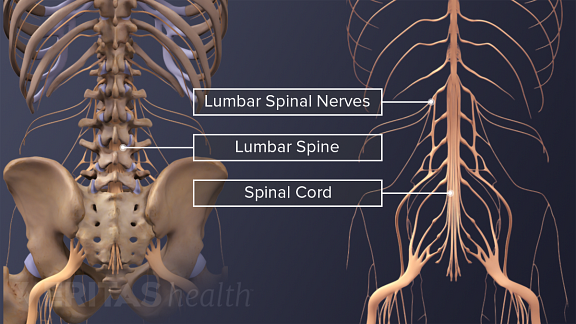 Posterior view of the lumbar spine and lumbar spinal nerves.