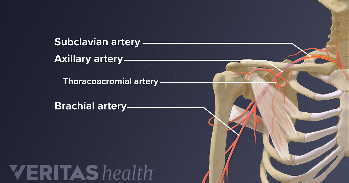 Blood And Nerve Supply Of The Shoulder Blood And Nerve Supply Of The Shoulder