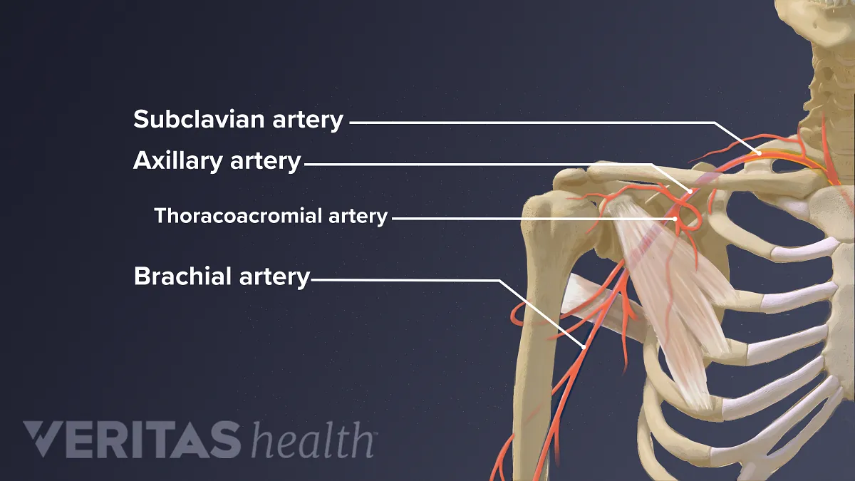 shoulder anatomy nerves