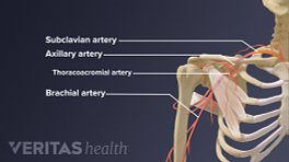 Illustration of the shoulder arteries