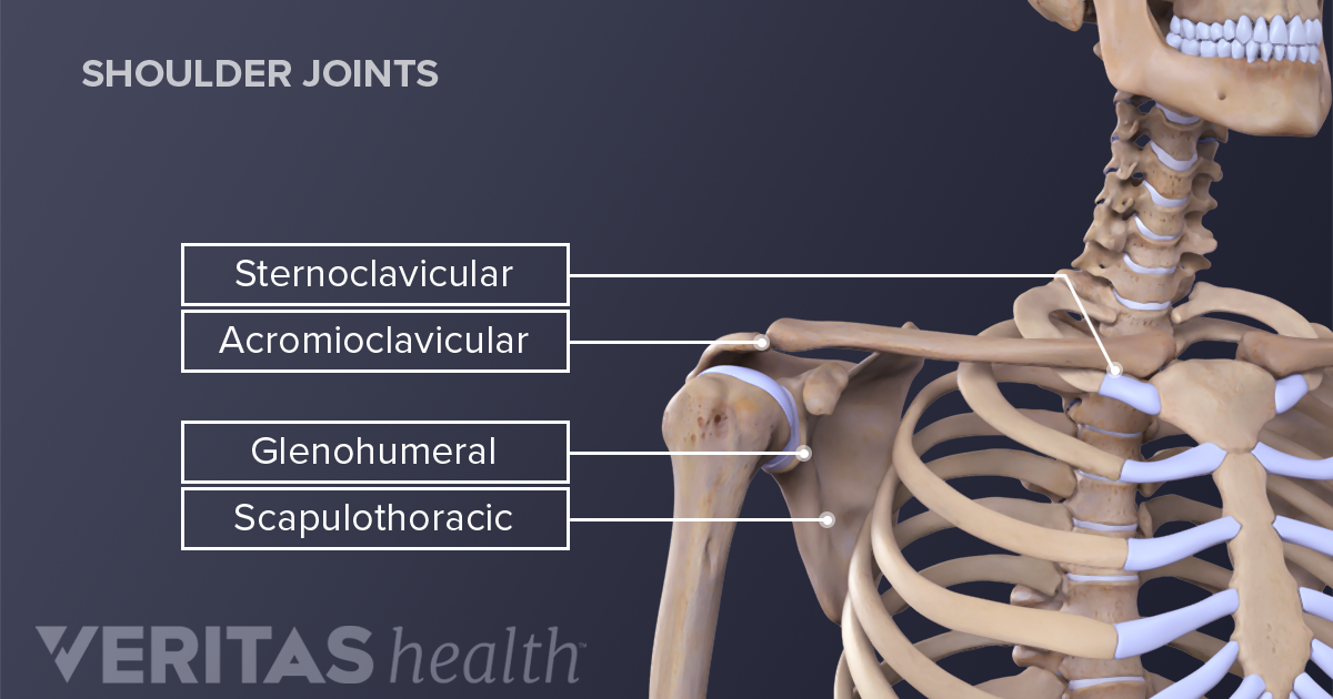 Shoulder Joint   Shoulder Joints 1 