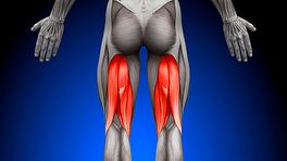 Posterior view of the lower body highlighting the hamstrings.