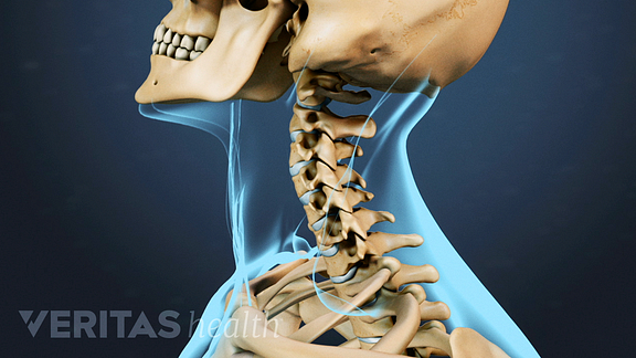 cervical spine vetegrae