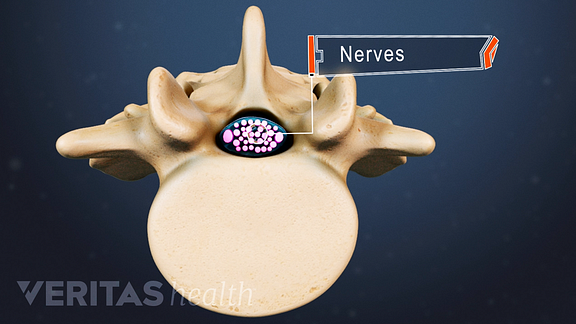 Medical illustration showing nerves in the spine