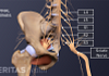 Anterior view of the pelvis labeling L4, L5, S1, S2, S3 and the sciatic nerve.