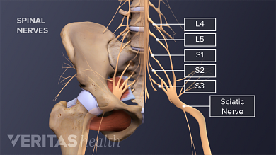 Sciatic Nerve and Sciatica