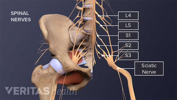 Illustration of the sciatic nerve and nerve roots