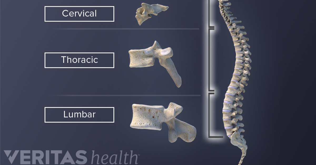 sbirolino vertebre trote Trout catena vertebrale, Tripla vertebre con carabina Behr 