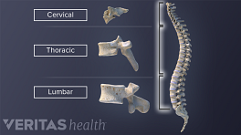 Transverse Process Definition Back Pain And Neck Pain Medical Glossary