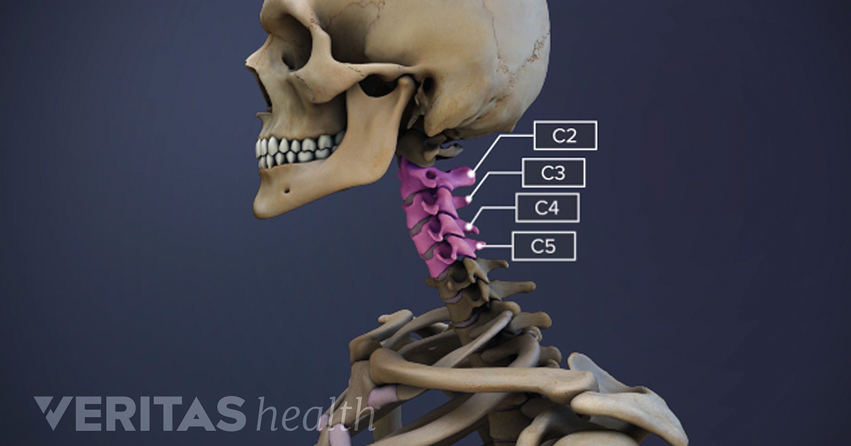 spinal-motion-segment-c2-c5-animation