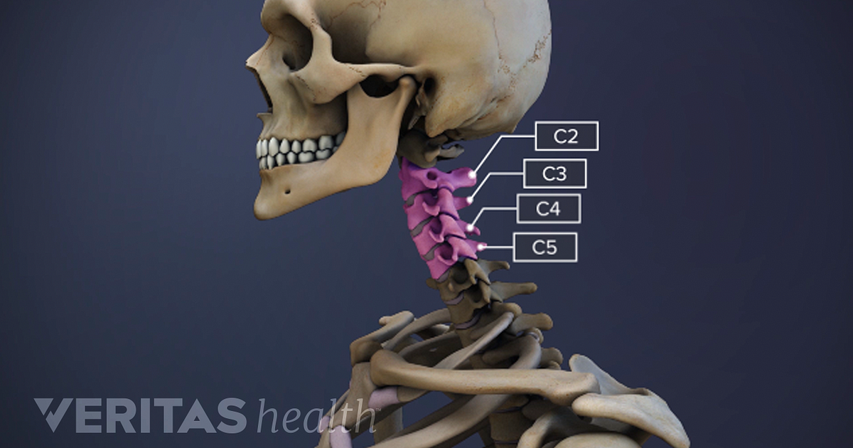 About the C2-C5 Spinal Motion Segments