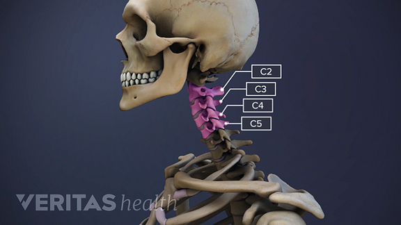 All About The C2-C5 Spinal Motion Segments - PSJC