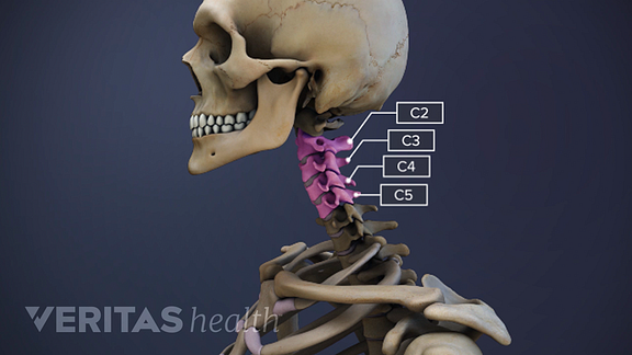 All About the C2-C5 Spinal Motion Segments - PSJC