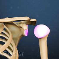 Anterior view of the left shoulder highlighting the cartilage of the shoulder joint.