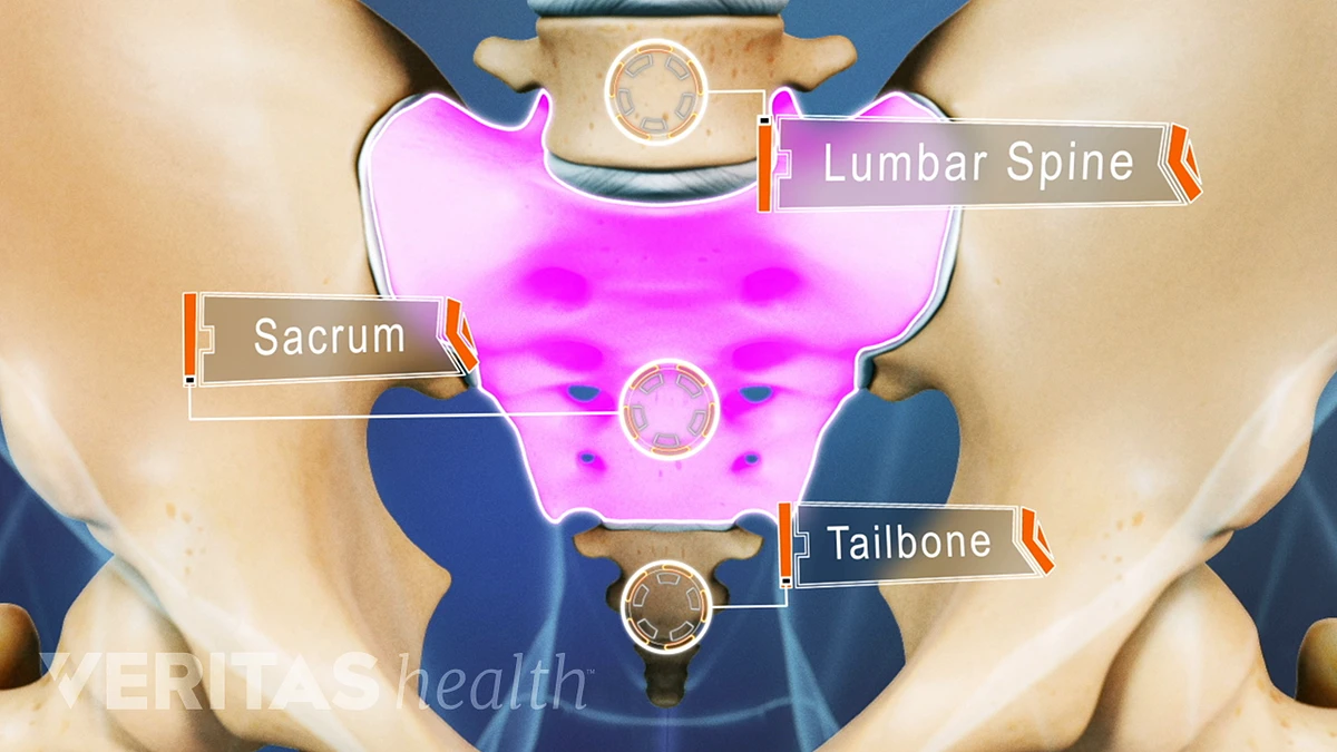 Sacrum Bone, Anatomy, Function & Location