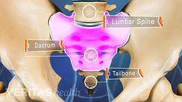Anterior view of the pelvis labeling the lumbar spine, sacrum, and tailbone.