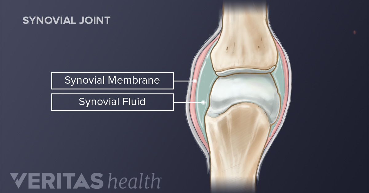 synovial fluid in knee joint