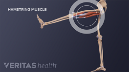 Profile view of the leg with hamstring muscle stretch