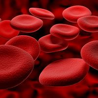 Microscopic view of red blood cells.