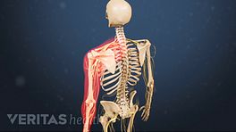 Medical illustration of a skeleton. The left arm and shoulder are highlighted in red, indicating pain, numbness or tingling.