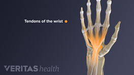Dorsal view of the wrist tendons
