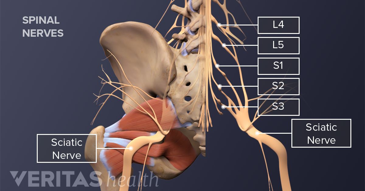 Anatomy Of The Sciatic Nerve