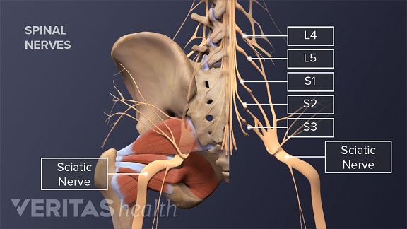 Posterior view of the pelvis labeling the spinal nerves, piriformis muscle, and sciatic nerve.
