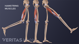 profile view of the contracted and stretched states of the hamstring muscle