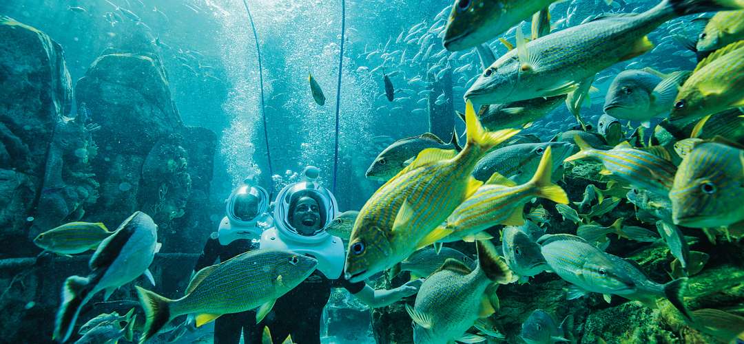 Seaventure at Discovery Cove A couple with dive helmets exploring underwater with fish swimming in the foreground at Discovery Cove.
