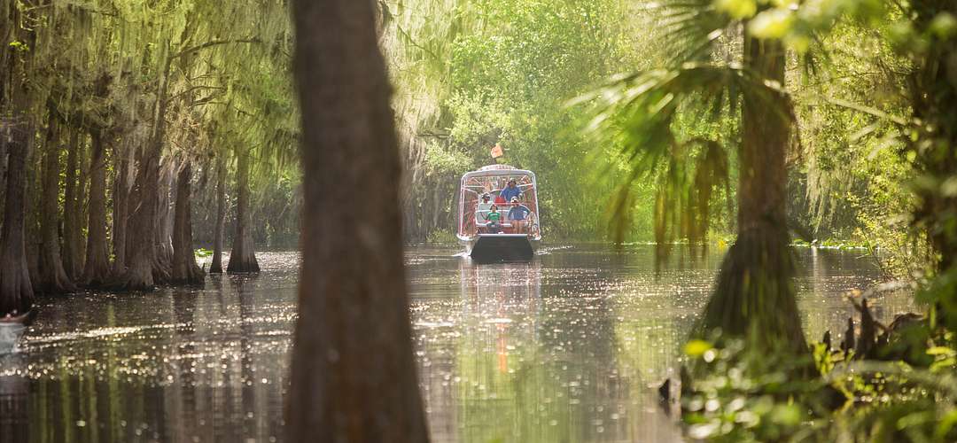 Airboat and Cypress trees - Spirit of the Swamp airboat rides View of sunlit swamp with an airboat far away