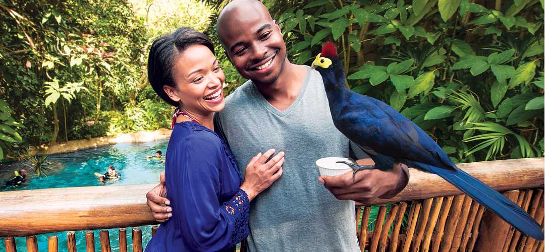 Couple and Exotic Bird Couple hugging with an exotic bird perched on his wrist
